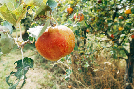 From Orchard to Oven: A Farm-to-Table Guide for Fall Baking and Sharing